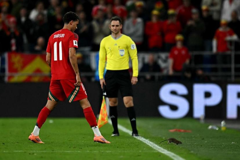 Wales' midfielder Brennan Johnson chases a rat off the pitch during the 2026 World Cup Group J qualifier football match between Wales and Belgium, at Cardiff City Stadium, in Cardiff, on October 13, 2025.   Paul ELLIS / AFP