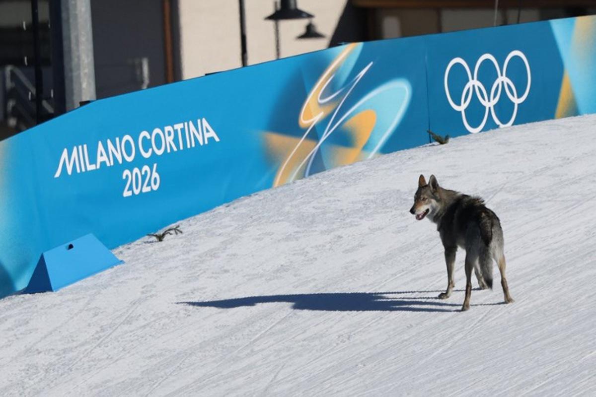 A dog wanders on the ski trail during the women's team cross country free sprint qualification event of the Milano Cortina 2026 Winter Olympic Games at Tesero Cross-Country Skiing Stadium in Lago di Tesero (Val di Fiemme), on February 18, 2026. Anne-Christine POUJOULAT / AFP